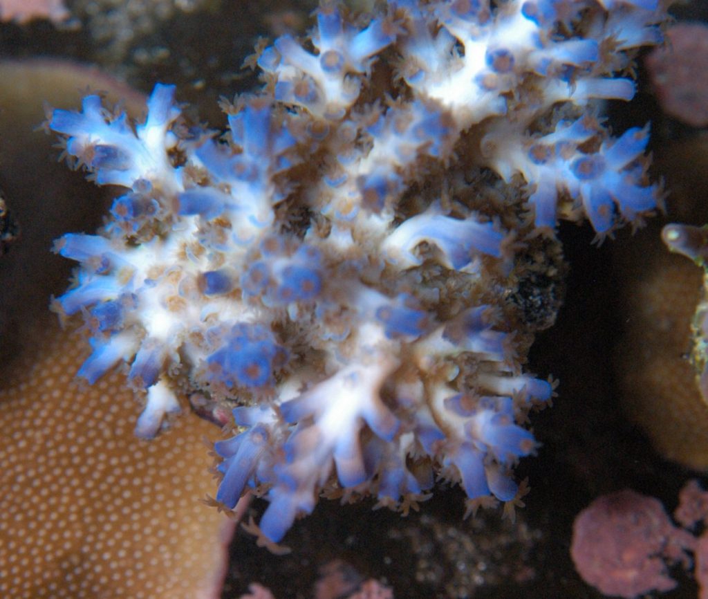 Close-up of a soft coral with blue and white polyps, displaying intricate textures and surrounded by other marine life.