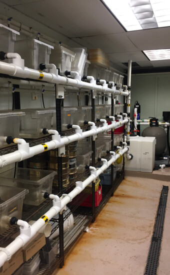 Horshoe Crab research system, Fairfield, CT