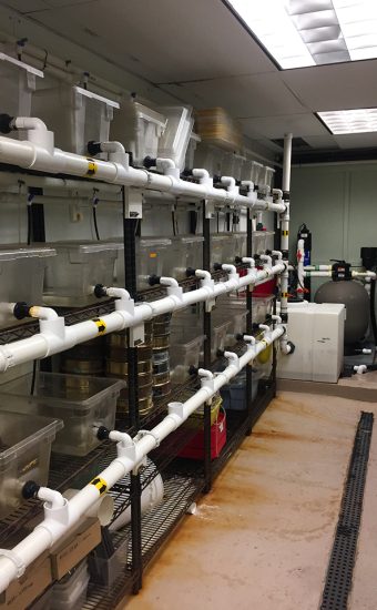 Horshoe Crab research system, Fairfield, CT
