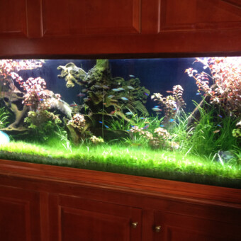 150 gallon live planted aquarium - design-build-maintenance - private residence, West Hartford, CT.