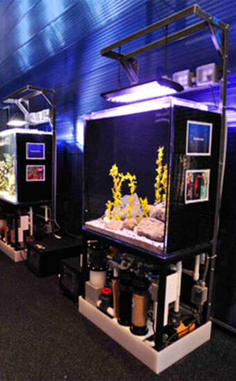 Sea horse, anemone and multi- species educational system, New Bedford, MA