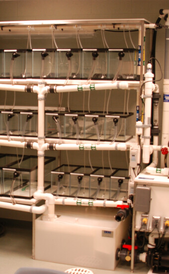 Pimephales promelas educational Culture rack system, New Haven, CT Shelf with fishtanks