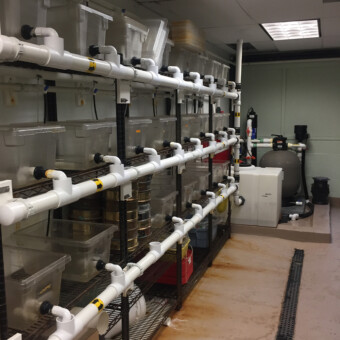 Horshoe Crab research system, Fairfield, CT