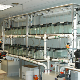 Mysidopsis bahia Culture Rack System - Aquaculture - New Haven, CT