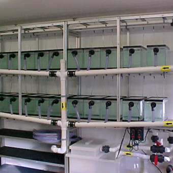 Fish Culture - Rack System - Aquaculture - New Haven, CT