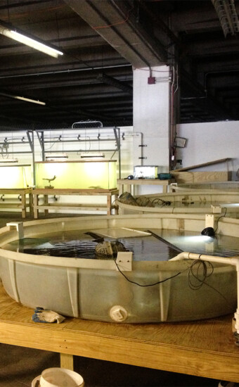 Oyster and indigenous species flow-through educational system, NYC, NY