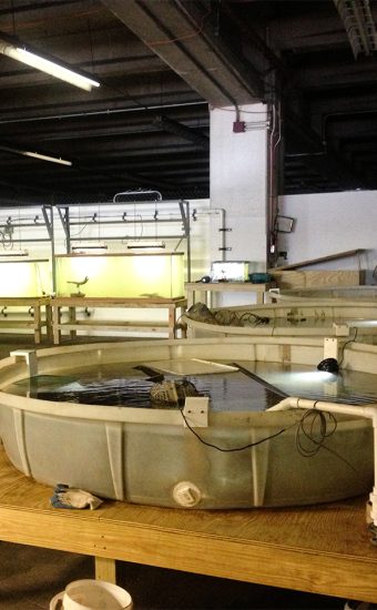 Oyster and indigenous species flow-through educational system, NYC, NY
