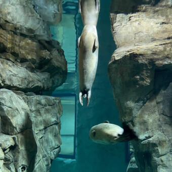 160000 gallon salt water Seal exhibit, LSS installation in Maritime Aquarium, New Norwalk, CT, AEI, COST.