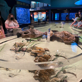4500 gallon salt water shark exhibit, installation in Mystic Aquarium, Mystic, CT..