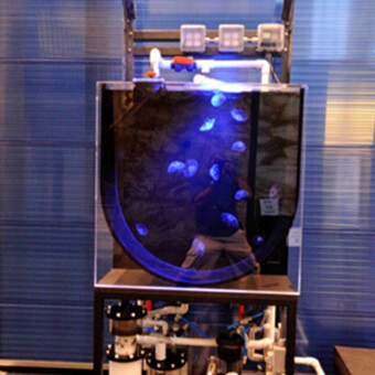 120 gallon salt water Jelly exhibit, installation in New bedford Oceanarium, New Bedford, MA