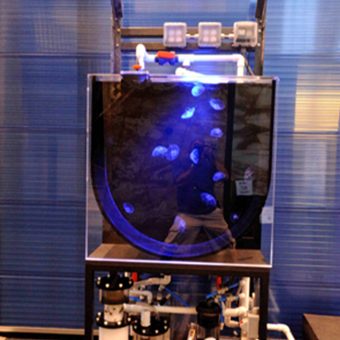 120 gallon salt water Jelly exhibit, installation in New bedford Oceanarium, New Bedford, MA