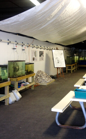 Oyster and indigenous species educational system, NYC, NY