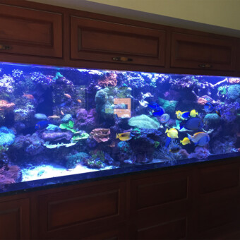 1500 gallon salt water coral reef aquarium Design, installation and maintenance, Corporate office in Glasto