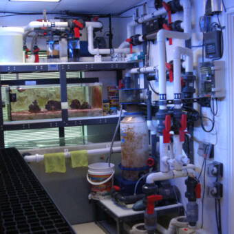 1500 gallon salt water coral reef aquarium, LSS Design, installation and maintenance, Corporate office in Glasto