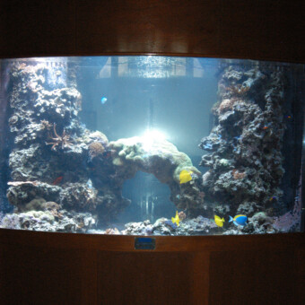 500 gallon salt water coral reef aquarium Design, installation and maintenance, restaurant in Old Saybrook,