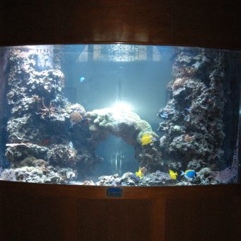 500 gallon salt water coral reef aquarium Design, installation and maintenance, restaurant in Old Saybrook,