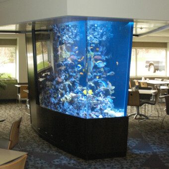 1300 gallon salt water coral reef aquarium Design, installation and maintenance in Windsor, CT