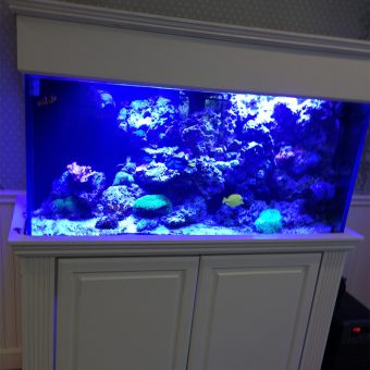 120 gallon salt water coral reef aquarium Design, installation and maintenance, private residence in Farmin Salt Water Fish Tank