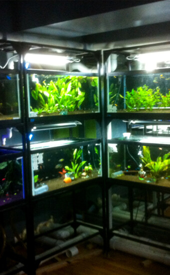 Retail fresh water planted rack system, NYC, NY