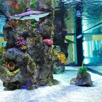 22,000 gallon salt water shark exhibit, repair and maintenance in Melville, NY