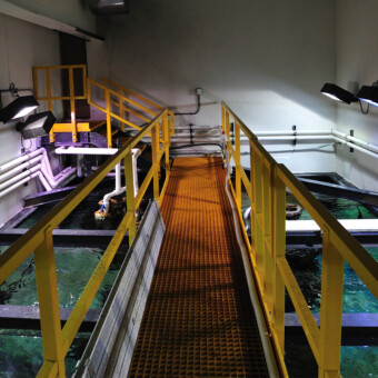 22,000 gallon salt water shark exhibit, build and maintenance in Melville, NY