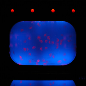 400 gallon salt water Jelly exhibit, design, build and maintenance in Boston, MA