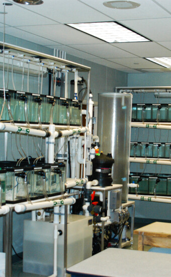 Mysidopsis bahia educational Culture rack system, New Haven, CT